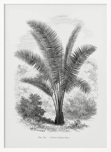 Vintage Palm Tree Drawing Vii | Poster - White Frame Interior