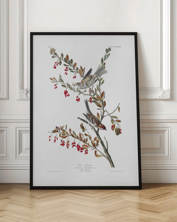 Tree Sparrow From Birds of America (1827) | Poster - Room Interior 1