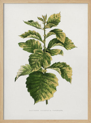 Common Hawnthorn Leaf Illustration | Poster - Wood Frame Interior