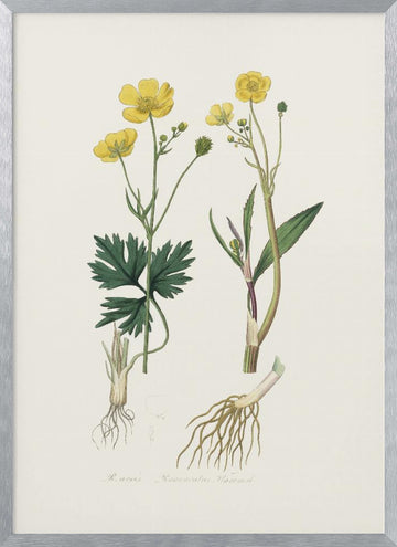 Lesser Spearwort (ranunculus Flammula) Medical Botany | Poster - Silver Frame Interior
