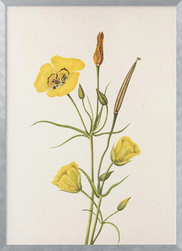 Goldenbowl Mariposa From North American Wildflowers (1925) By Mary Vaux Walcott | Poster - Silver Frame Interior
