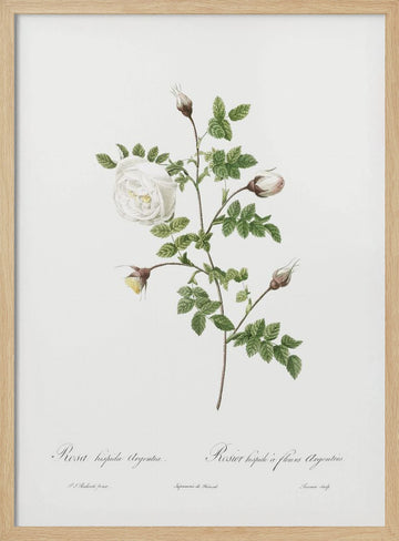 Silver Flowered Hispid Rose, Les Roses (1817–1824) | Poster - Wood Frame Interior