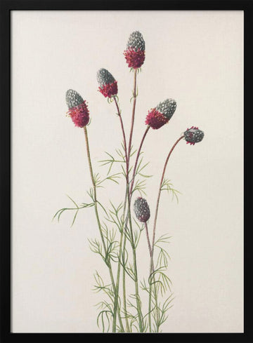 Purple Prairie Clover From North American Wildflowers (1925) By Mary Vaux Walcott | Poster - Black Metal Frame Interior