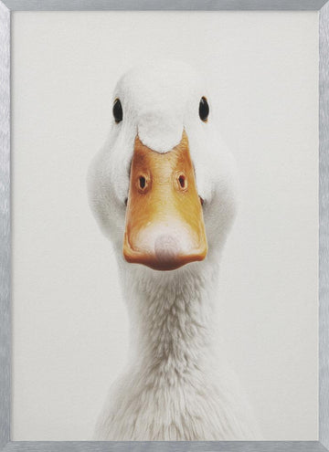 Funny Duck Face | Poster - Silver Frame Interior