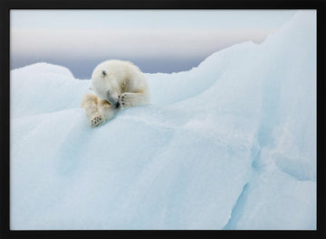 Sleeping Polar Bear Cub | Poster - Black Metal Frame Interior