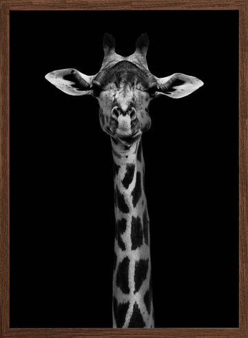 Elegant Giraffe Portrait | Poster - Walnut Frame Interior