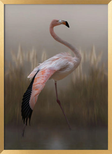 Graceful Flamingo | Poster - Gold Frame Interior
