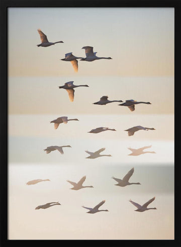 Swans in Golden Light | Poster - Black Metal Frame Interior