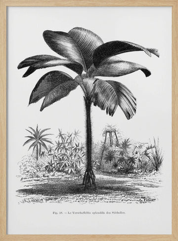 Vintage Palm Tree Drawing Iii | Poster - Wood Frame Interior