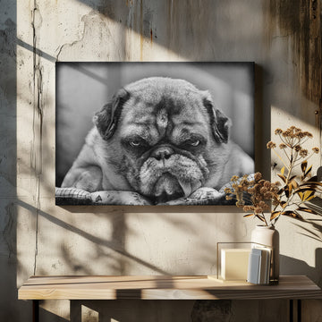Grumpy Pug Portrait | Canvas - Room Interior 2