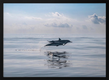 Dolphins Leaping Ocean | Poster - Black Metal Frame Interior