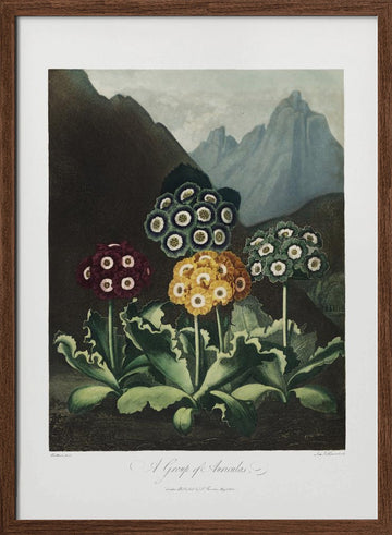 A Group of Auriculas from The Temple of Flora (1807) | Poster - Walnut Frame Interior