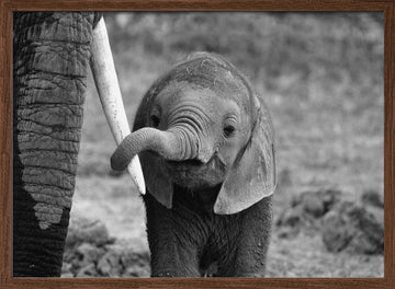 Curious Baby Elephant | Poster - Walnut Frame Interior