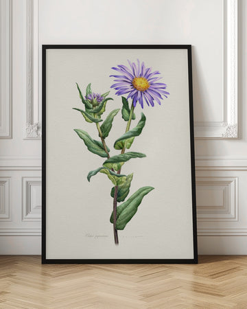 Purple Aster Botanical Study | Poster - Room Interior 1