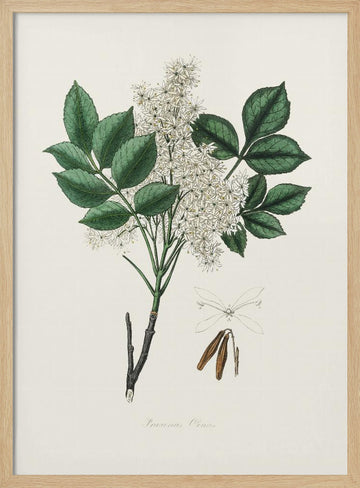 Manna Ash (fraxinus Ornus) Medical Botany | Poster - Wood Frame Interior