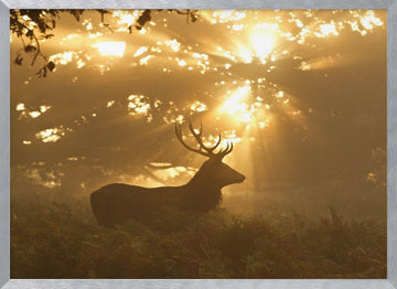 Stag in Golden Light | Poster - Silver Frame Interior
