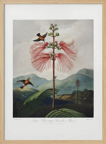 Large–Flowering Sensitive Plant from The Temple of Flora (1807) | Poster - Wood Frame Interior