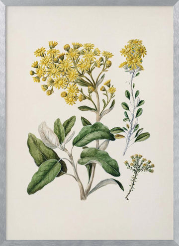 Daisy   Brachyglottis Drawn By Sarah Featon (1848–1927) | Poster - Silver Frame Interior