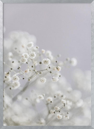 White Breath Flowers | Poster - Silver Frame Interior