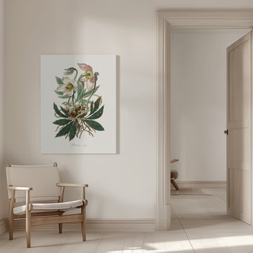Christmas Rose (helleborus Niger)  Medical Botany | Canvas - Room Interior 1