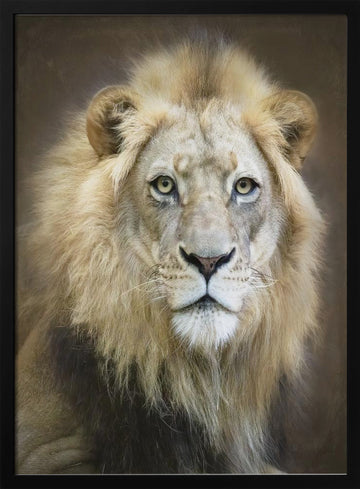 Majestic Lion Gaze | Poster - Black Metal Frame Interior