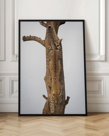 Leopard Descending Tree | Poster - Room Interior 1