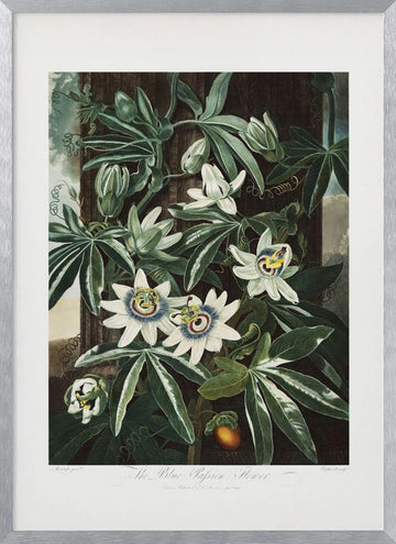The Passiflora Cerulea from The Temple of Flora (1807) | Poster - Silver Frame Interior