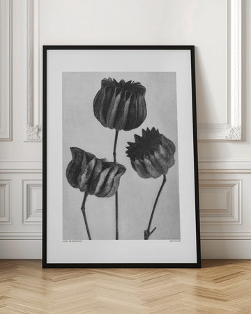 Abutilon (Lime Mallow | Poster - Room Interior 1