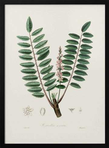 Boswellia Serrata Medical Botany | Poster - Black Metal Frame Interior