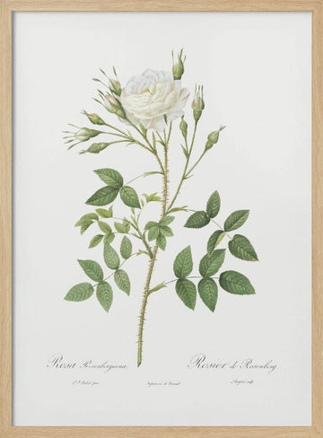 Rose of Rosenberg, Les Roses (1817–1824) | Poster - Wood Frame Interior
