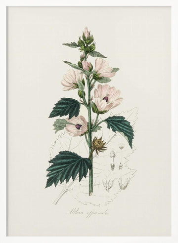Common Marshmallow (althea Officinalis) Medical Botany | Poster - White Frame Interior