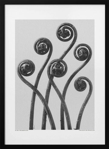 Adiantum pedatum | Poster - Black Metal Frame Interior