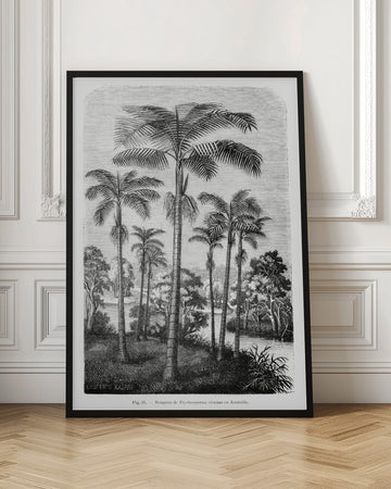 Vintage Palm Tree Drawing Ii | Poster - Room Interior 1