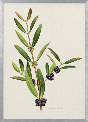 Elegant Berry Branch | Poster - Silver Frame Interior