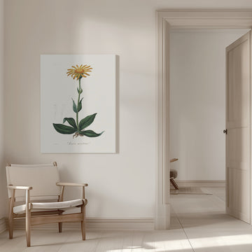 Mountain Arnica (arnica Montana) Medical Botany | Canvas - Room Interior 1