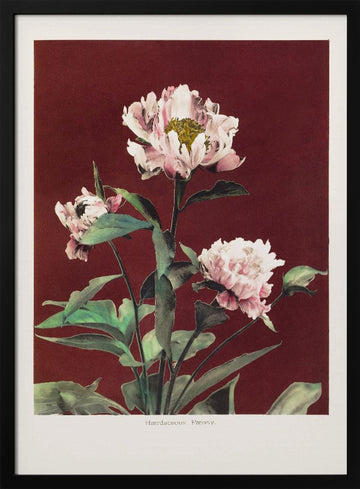 Hærdaceous Peony no2 | Poster - Black Metal Frame Interior