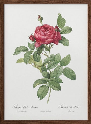 Rosa Gallica Pontiana, Les Roses (1817–1824) | Poster - Walnut Frame Interior