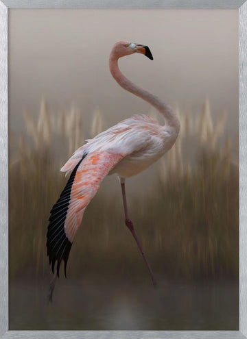 Graceful Flamingo | Poster - Silver Frame Interior