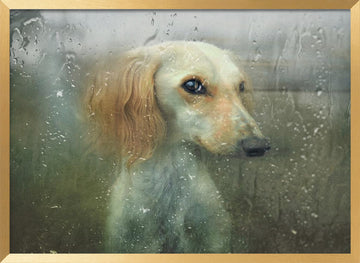 Pensive Dog Rainy Window | Poster - Gold Frame Interior