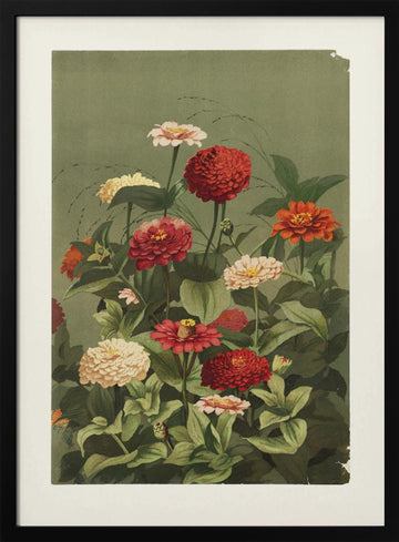 Zinnias By Ellen Thayer Fisher | Poster - Black Metal Frame Interior