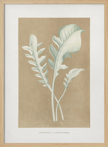 Centaurea Candidissima Leaf Illustration | Poster - Wood Frame Interior