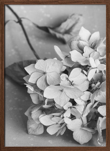Monochrome Hydrangea Still Life | Poster - Walnut Frame Interior