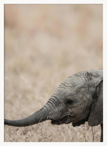 Gentle Giant's Gaze | Poster - White Frame Interior