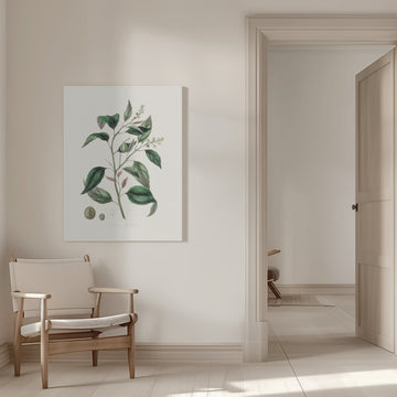 Purging Croton (croton Tiglium) Medical Botany | Canvas - Room Interior 1