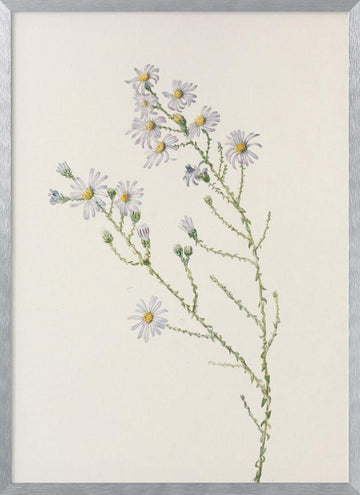 Pineland Aster From North American Wildflowers (1925) By Mary Vaux Walcott. | Poster - Silver Frame Interior