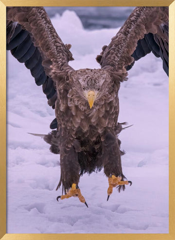 Powerful Eagle Winter Landing | Poster - Gold Frame Interior