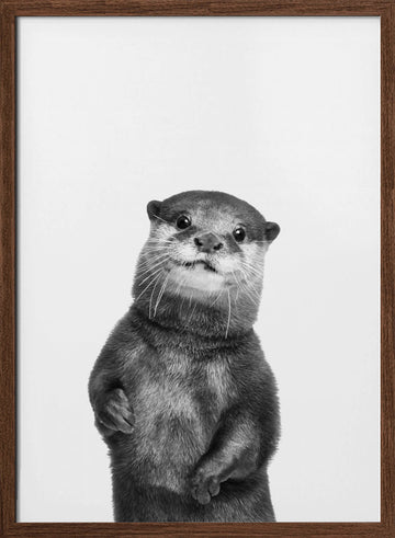 Otter | Poster - Walnut Frame Interior
