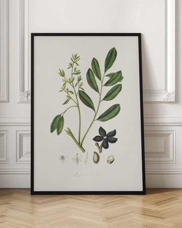 Lualsia Simarula Medical Botany | Poster - Room Interior 1