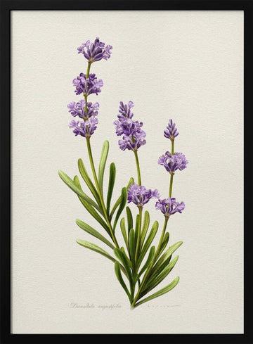 Elegant Lavender Botanical | Poster - Black Metal Frame Interior