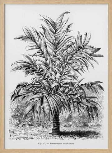 Vintage Palm Tree Drawing Ix | Poster - Wood Frame Interior